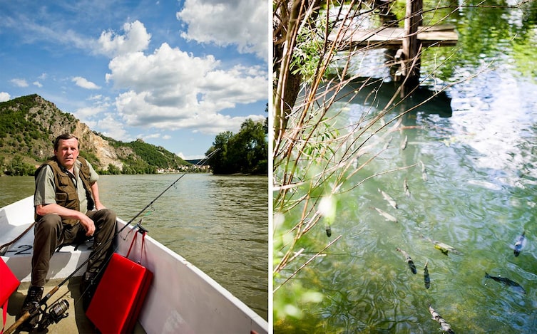 Sepp Fischer, Donaufischer, Donau, Fischer, Wasser, Huchen