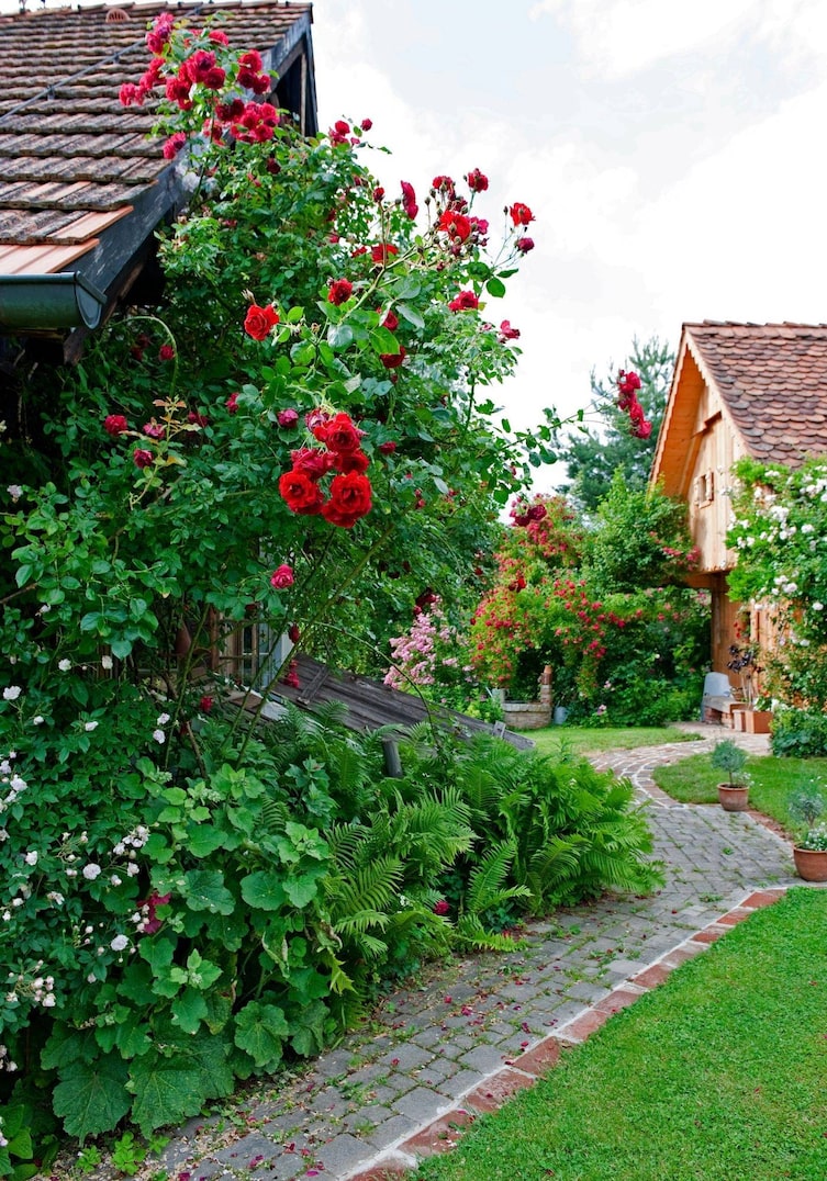Rose Rosengarten Gartenbesuch