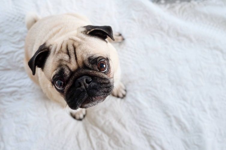 Tiere, Tierwissen, Mops, Rassenporträt, Hunde, Hunderasse, Sorgenfalten, Kulleraugen