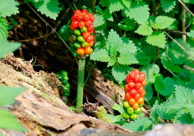 Aronstab wächst zwischen Brennesseln am Waldboden empor