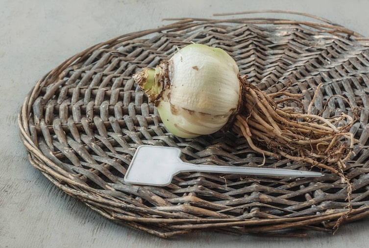 Amaryllis, Zwiebel, Wurzelstock, Amaryllis pflegen