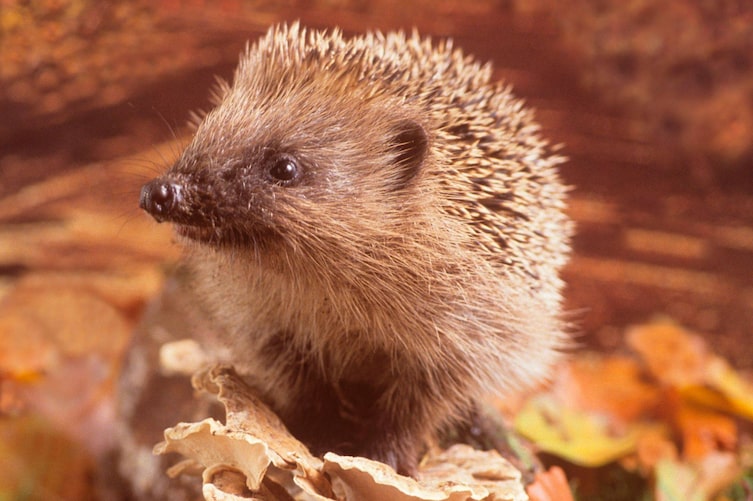 Igel, Herbst, Igel im Laub