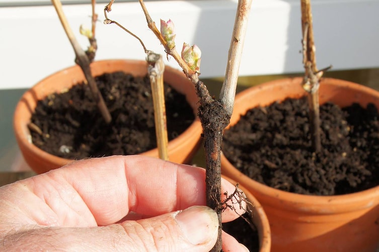 Pflanzen vermehren mit Steckhölzern, Pflanzen, Sträucher vermehren, Steckhölzer, Gartentipp