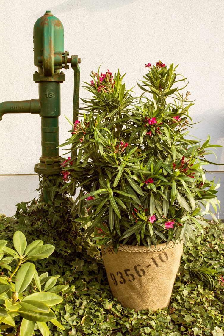 Oleander (Bild: Michaela Gabler)