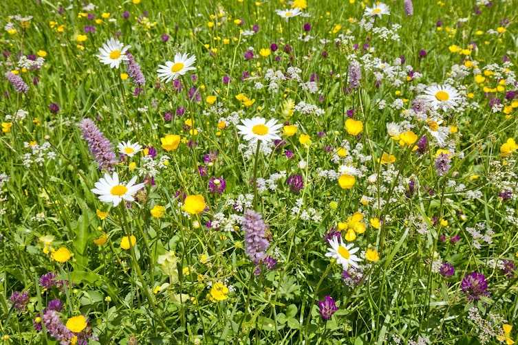 Garten für Bienen, Blumenwiese