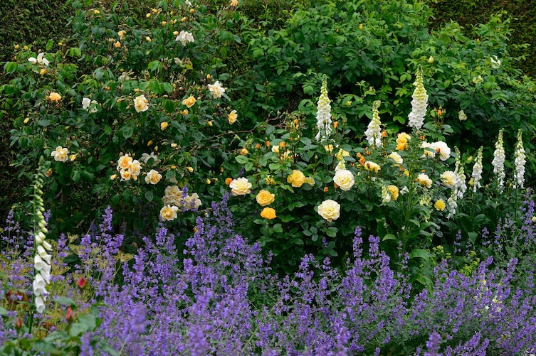 Rosen mit Stauden kombinieren (Bild: Mauritius Images)