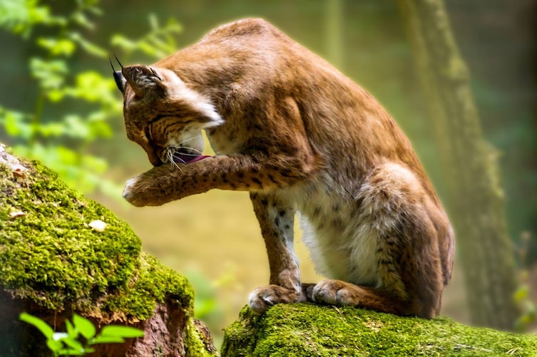 Kinder, Luchs, Raubkatze, Tiere, Sauberkeit, Putzen